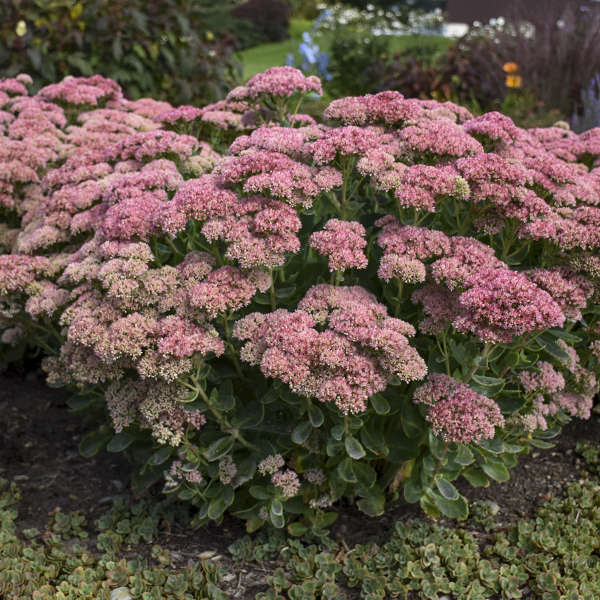 'Autumn Joy' Stonecrop (Sedum) - Image 3