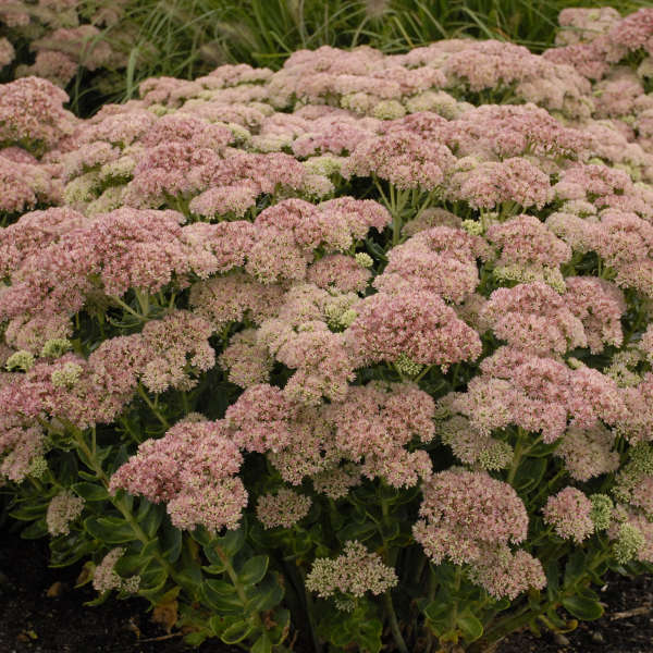 'Autumn Joy' Stonecrop (Sedum) - Image 4