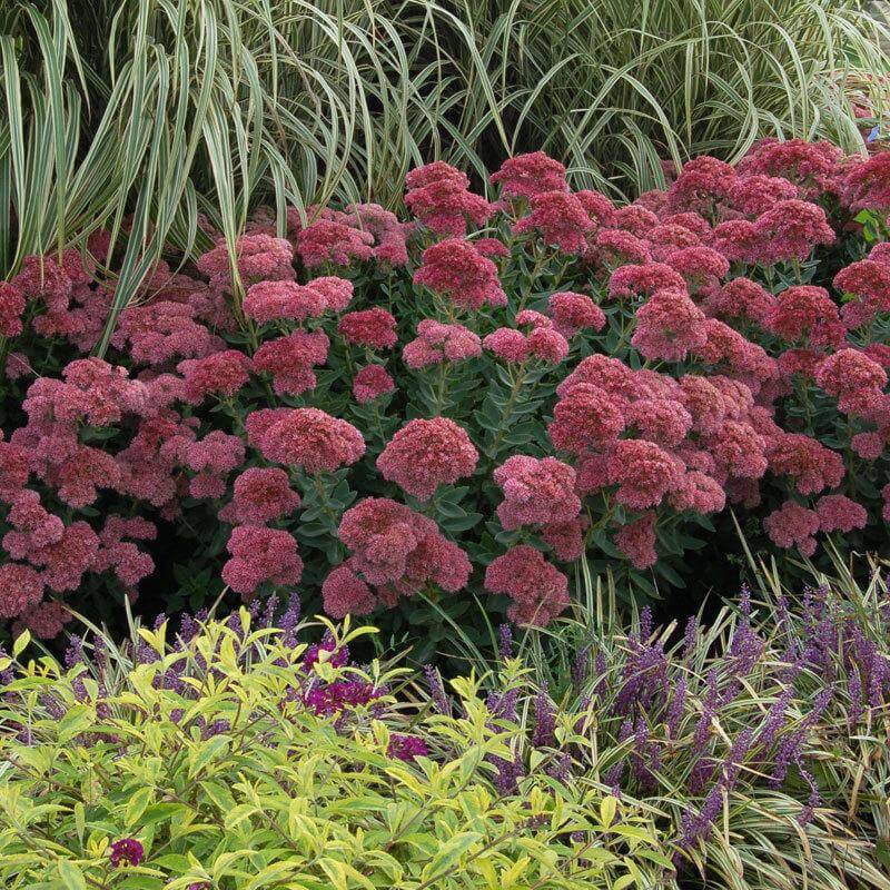 'Autumn Joy' Stonecrop (Sedum) - Image 5