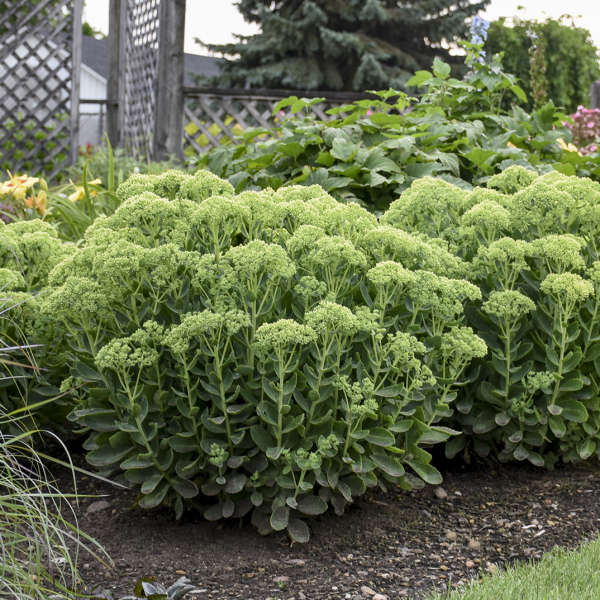'Autumn Joy' Stonecrop (Sedum) - Image 6