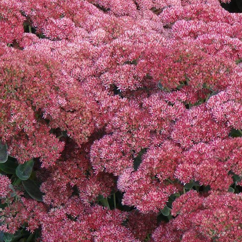 'Autumn Joy' Stonecrop (Sedum) - Image 7