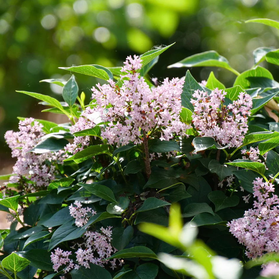 Baby Kim® Lilac (Syringa) - Image 3