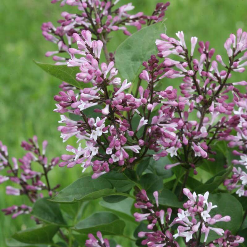 Baby Kim® Lilac (Syringa) - Image 5