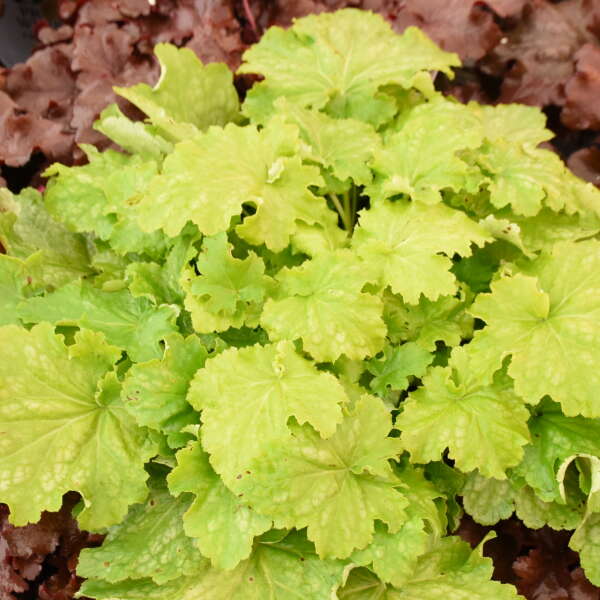 Dressed Up™ Ball Gown Coral Bells (Heuchera)