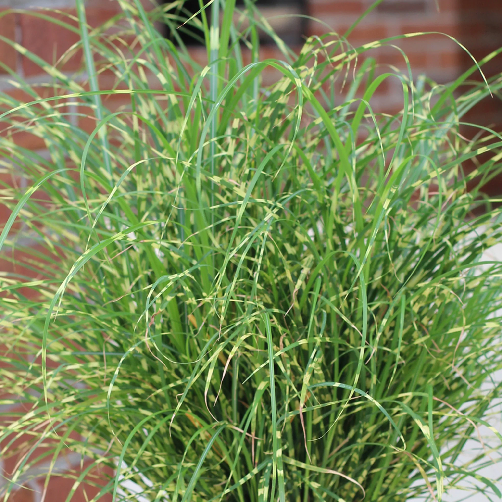 'Bandwidth' Maiden Grass (Miscanthus)