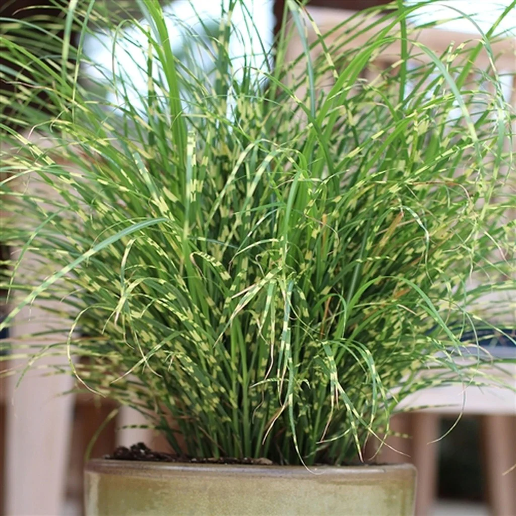 'Bandwidth' Maiden Grass (Miscanthus) - Image 2