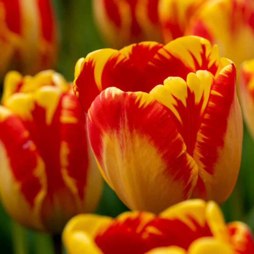 'Banja Luka' Tulip - Image 2