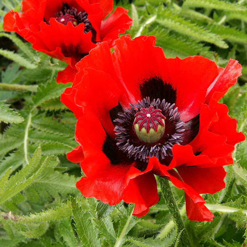 'Beauty of Livermere' Oriental Poppy (Papaver)