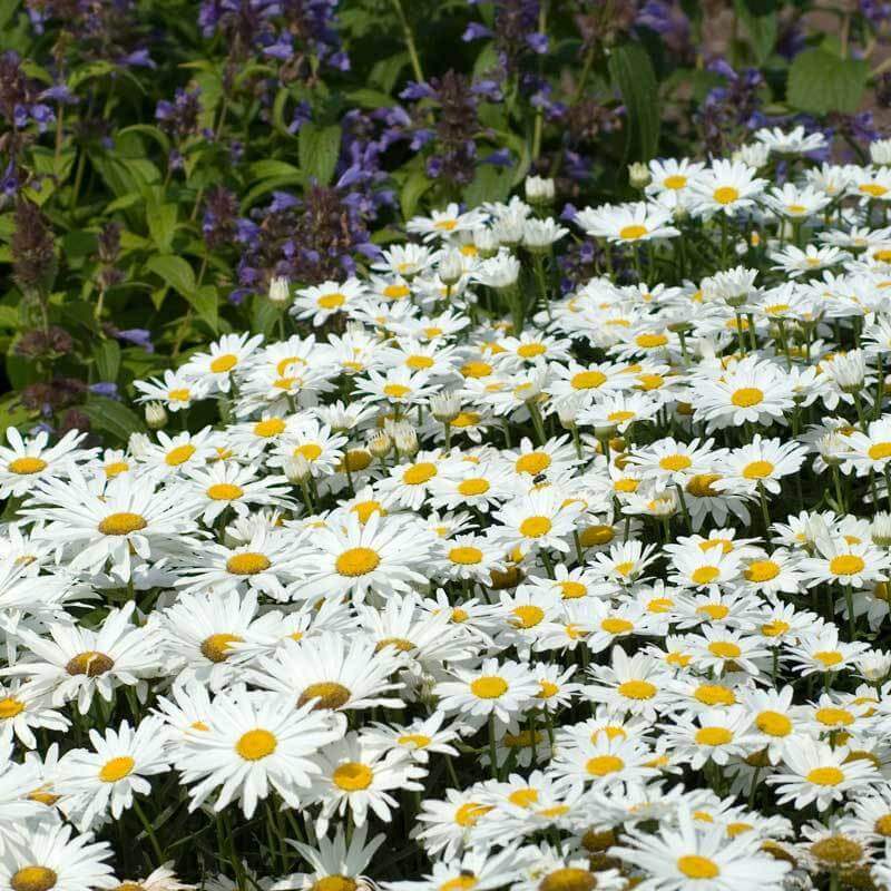 'Becky' Shasta Daisy (Leucanthemum)