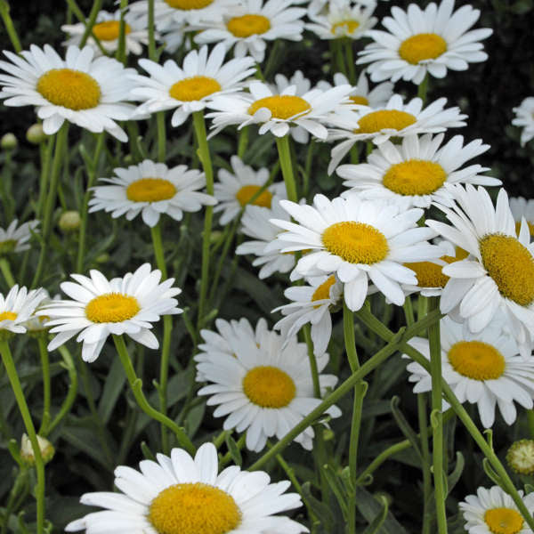 'Becky' Shasta Daisy (Leucanthemum) - Image 2