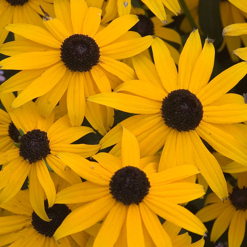 Bee Dazzled Pollinator Collection - Image 2