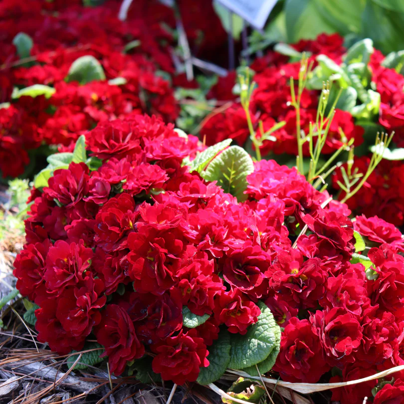 Belarina® Valentine Primrose (Primula)
