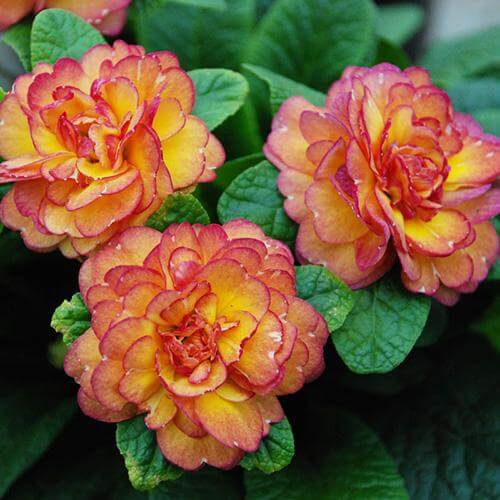 Belarina® 'Nectarine' Primrose (Primula)