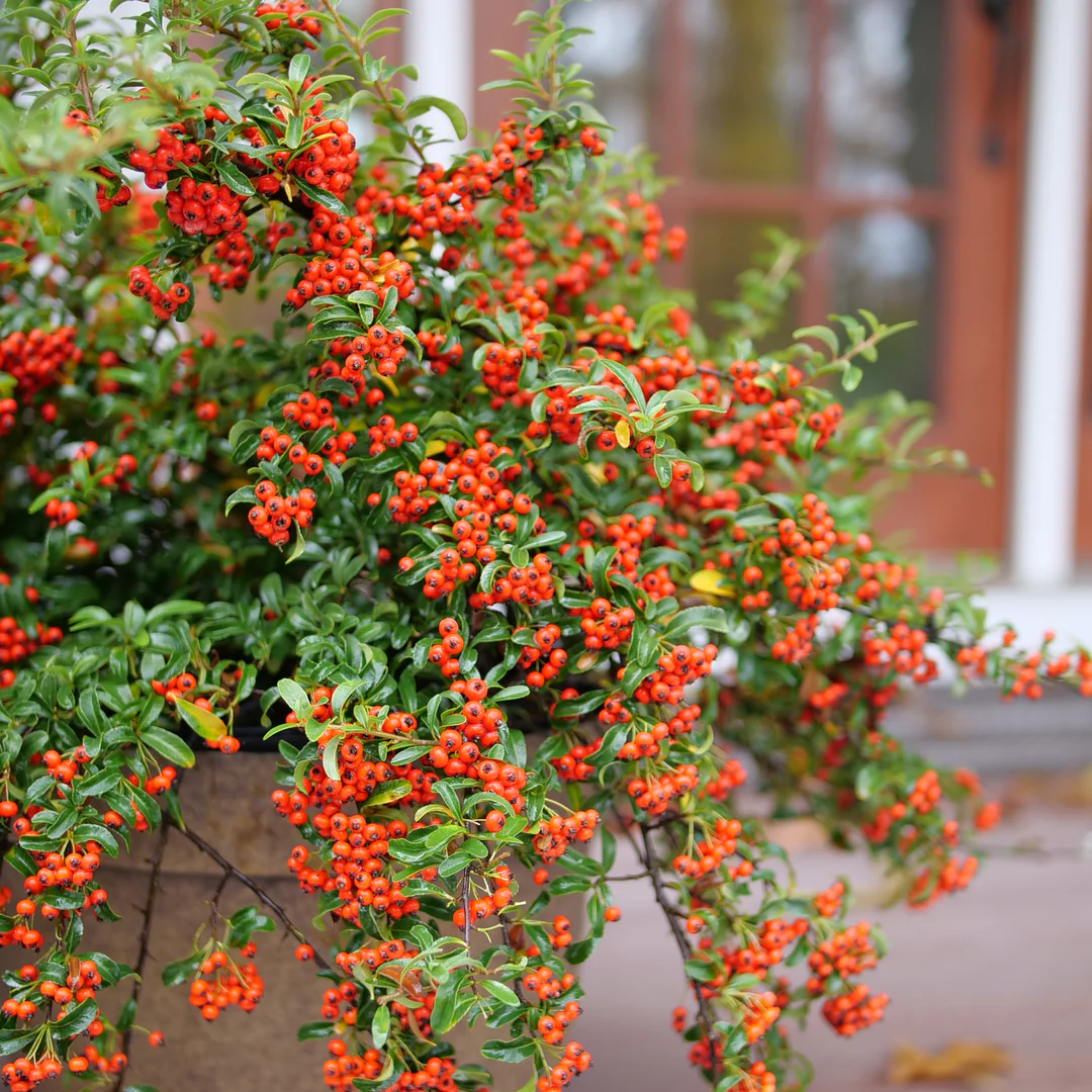 Berry Box® Pyracomeles