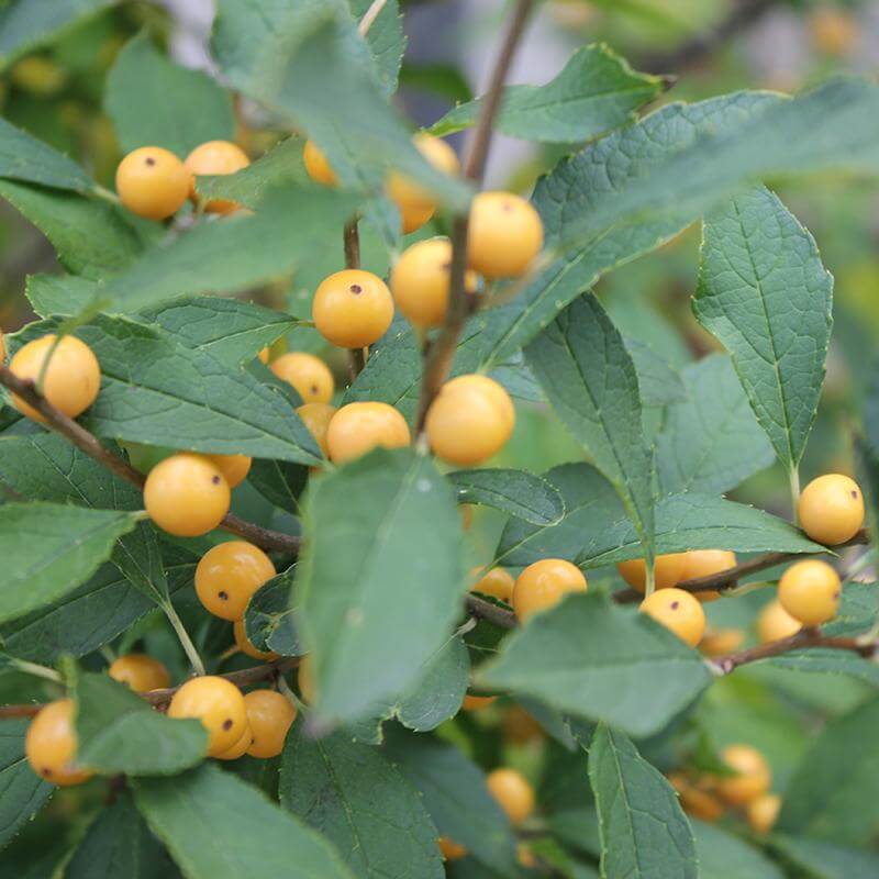Berry Heavy® Gold Winterberry Holly (Ilex) - Image 3