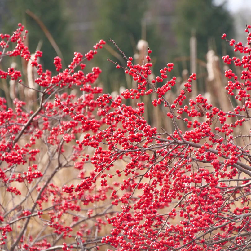 Berry Heavy® Winterberry Holly (Ilex)