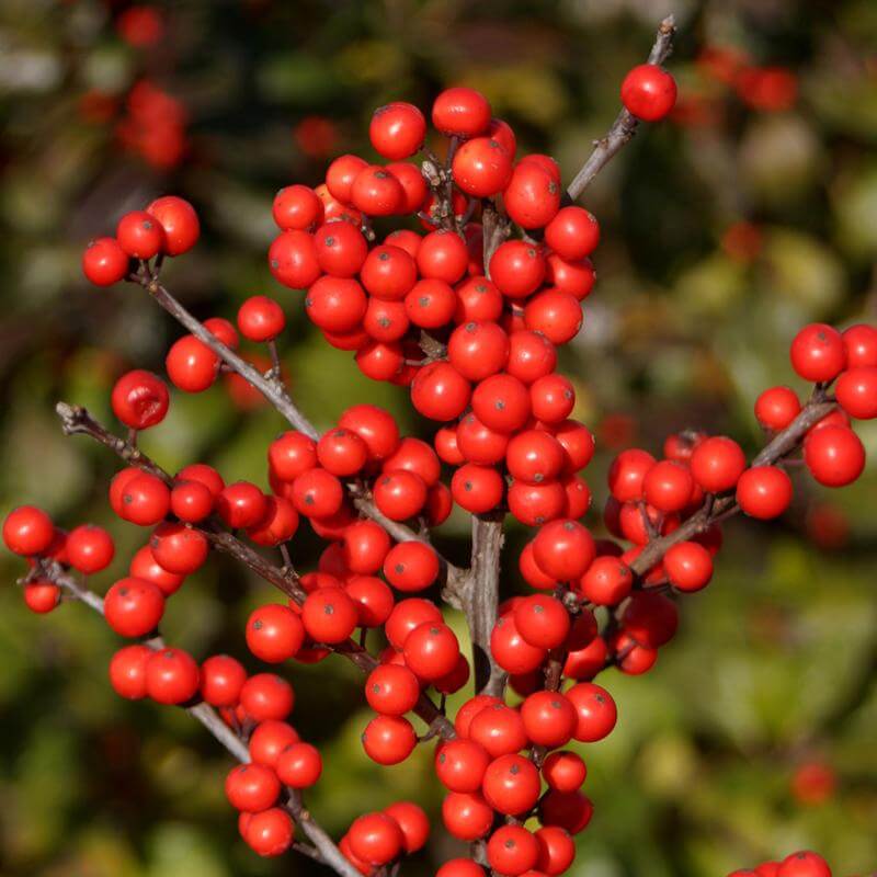 Berry Heavy® Winterberry Holly (Ilex) - Image 2