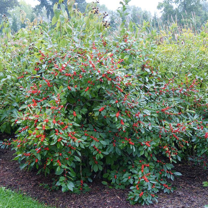 Berry Heavy® Winterberry Holly (Ilex) - Image 4