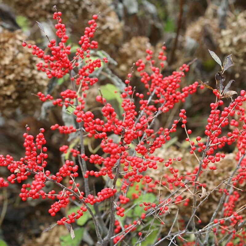 Berry Poppins® Winterberry Holly (Ilex) - Image 3