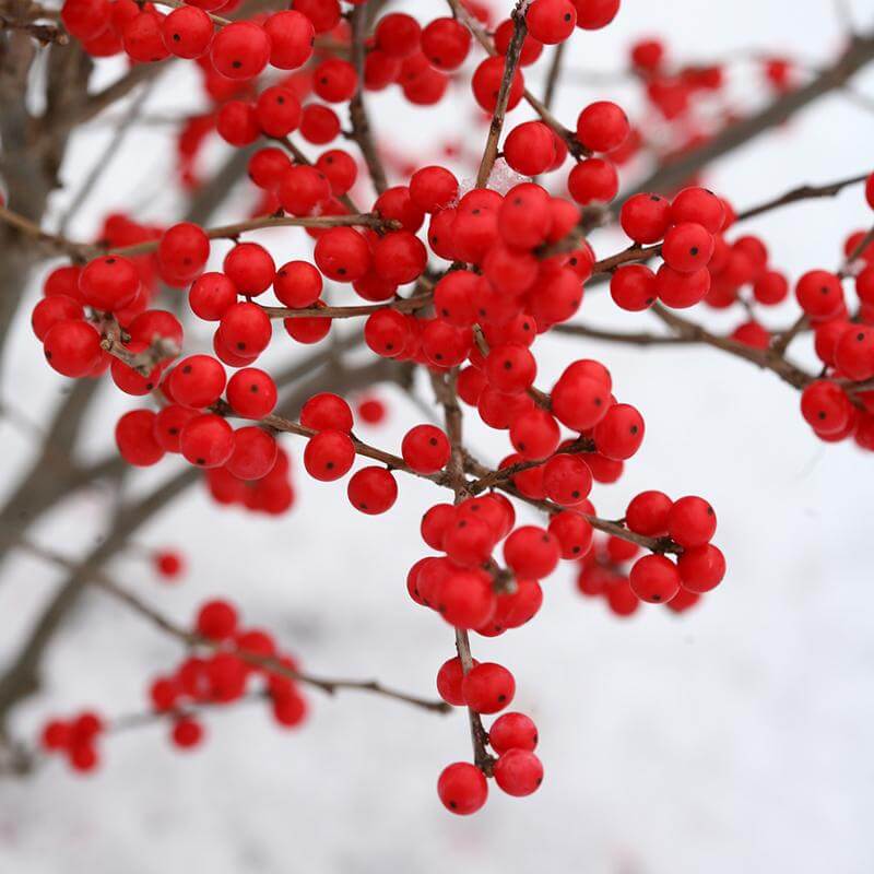 Berry Poppins® Winterberry Holly (Ilex) - Image 4