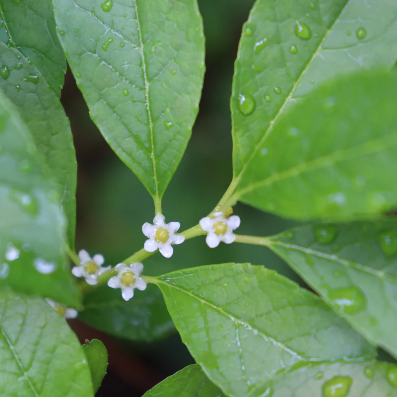 Berry Poppins® Winterberry Holly (Ilex) - Image 5