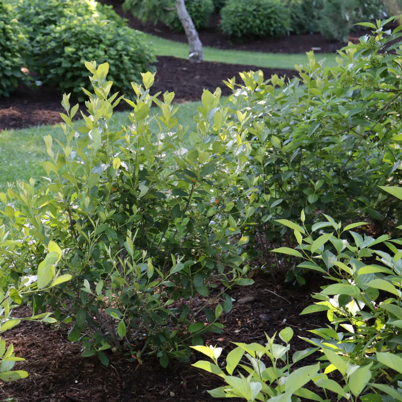 Berry Scape™ Red Aronia - Image 3