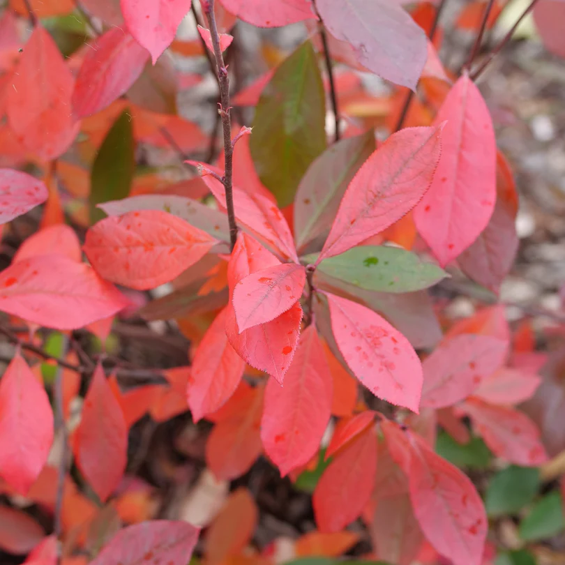 Berry Scape™ Red Aronia - Image 5