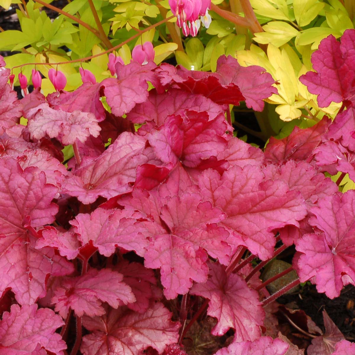'Berry Smoothie' Coral Bells (Heuchera) - Image 4