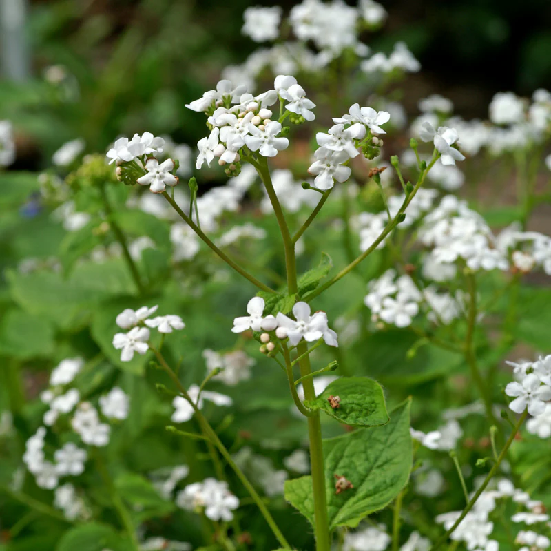 'Betty Bowring' Siberian Bugloss (Brunnera) - Image 3
