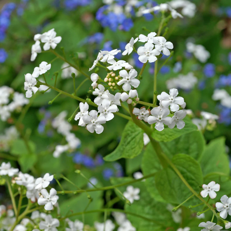 'Betty Bowring' Siberian Bugloss (Brunnera) - Image 4