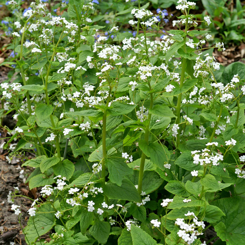 'Betty Bowring' Siberian Bugloss (Brunnera) - Image 5