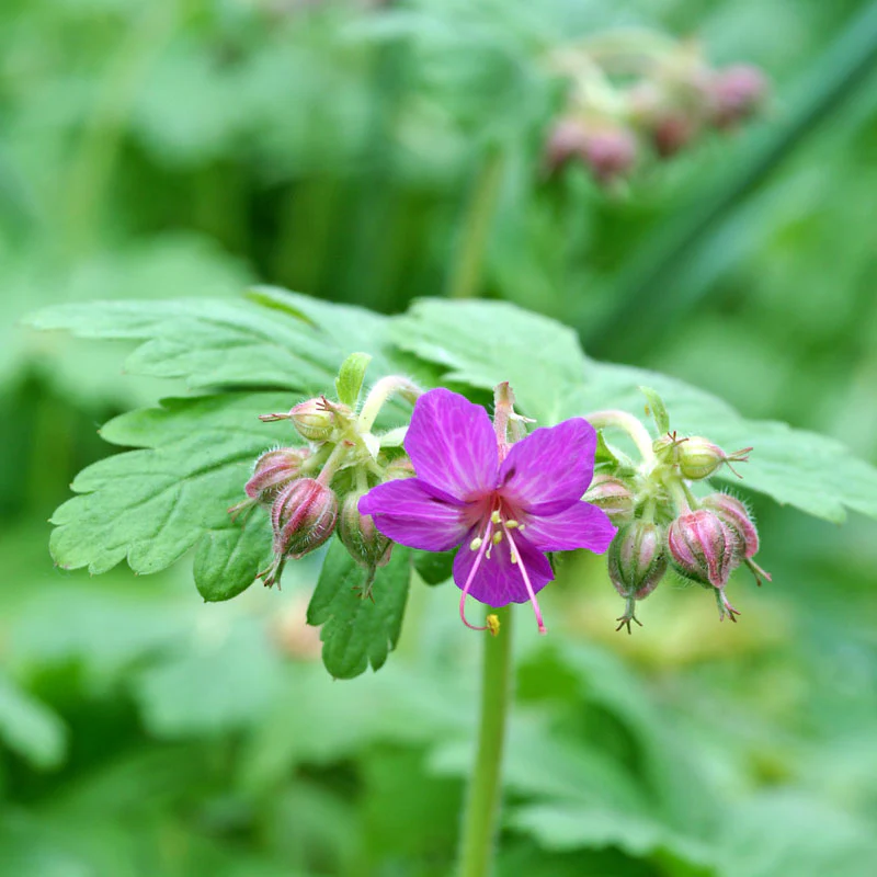 'Bevan's Variety' Cranesbill (Geranium) - Image 3