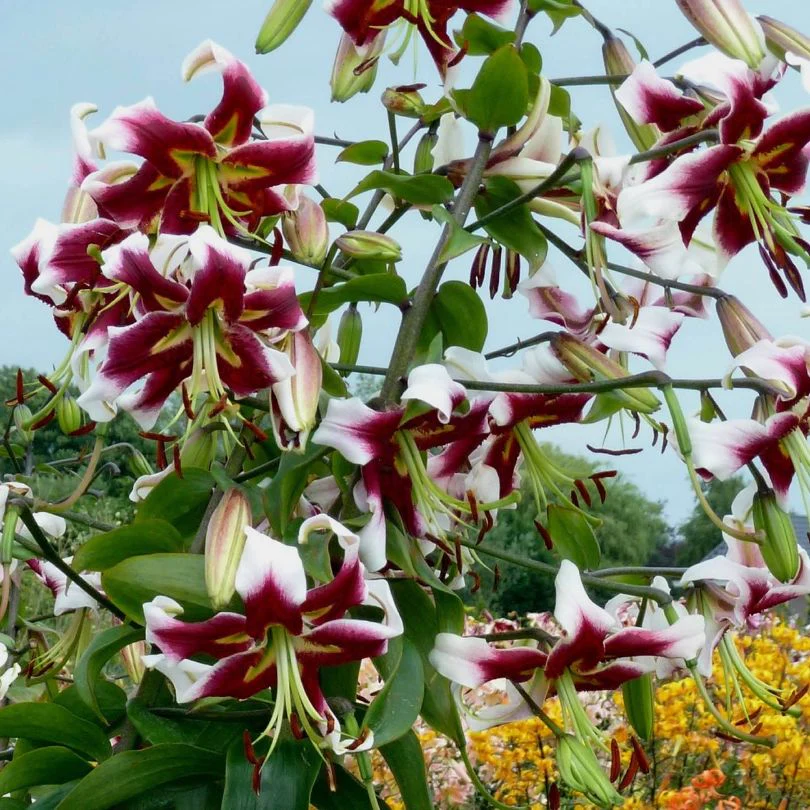 'Beverly Dreams' Lily (Lilium) - Image 2