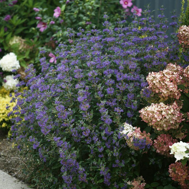 Beyond Midnight® Bluebeard (Caryopteris)