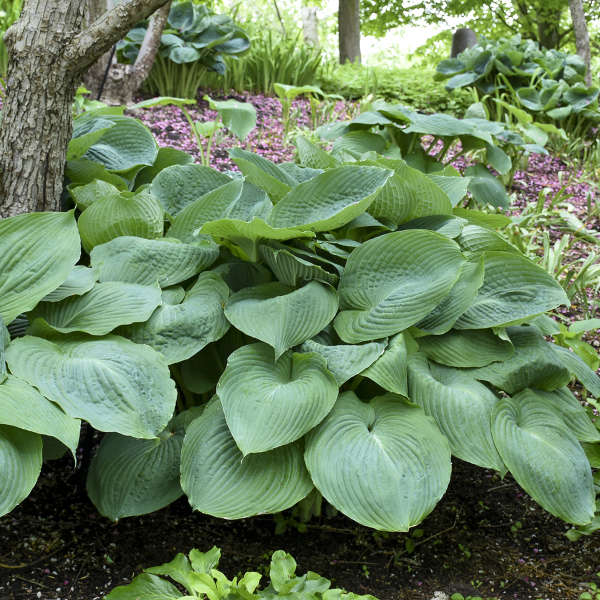 'Big Daddy' Hosta - Image 2