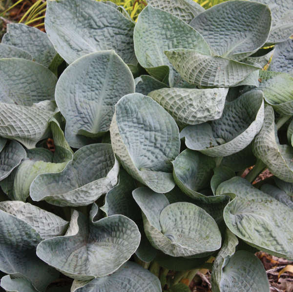 'Big Daddy' Hosta - Image 3