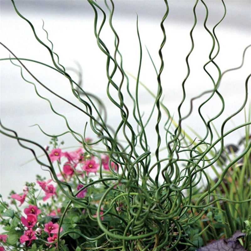 Big Twister Rush (Juncus)