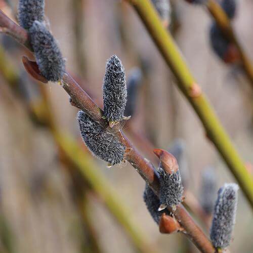 Black Cat® Pussywillow