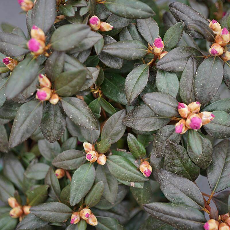 Black Hat® Rhododendron - Image 2