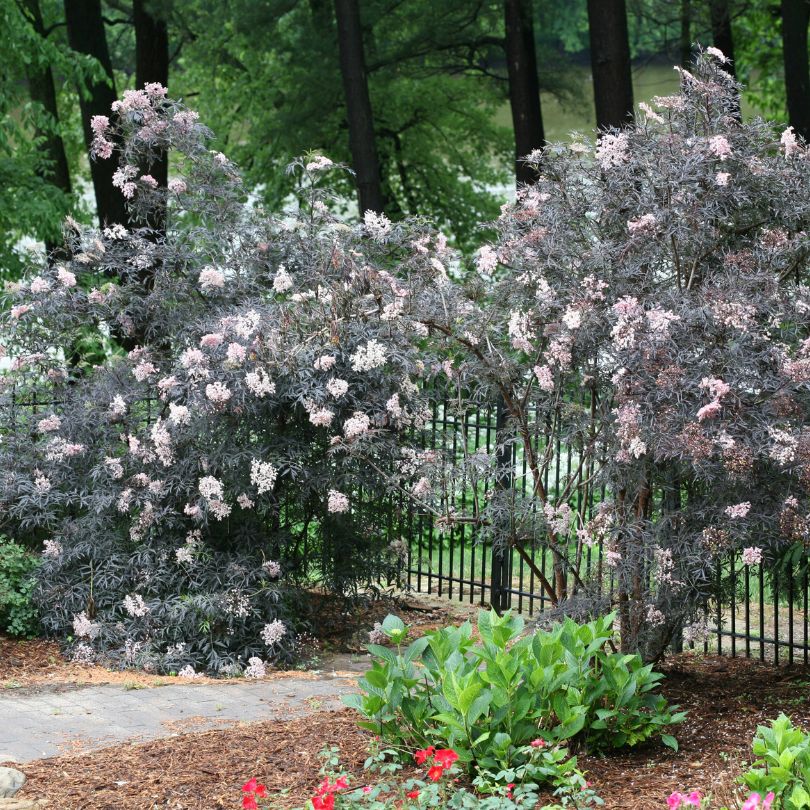 Black Lace® Elderberry (Sambucus)