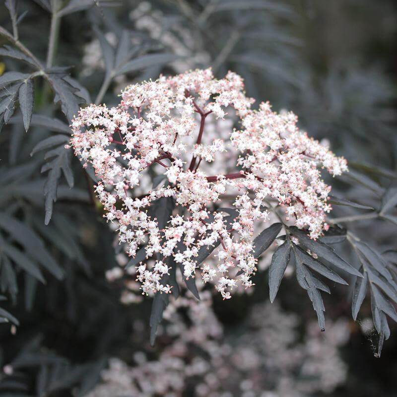 Black Lace® Elderberry (Sambucus) - Image 2