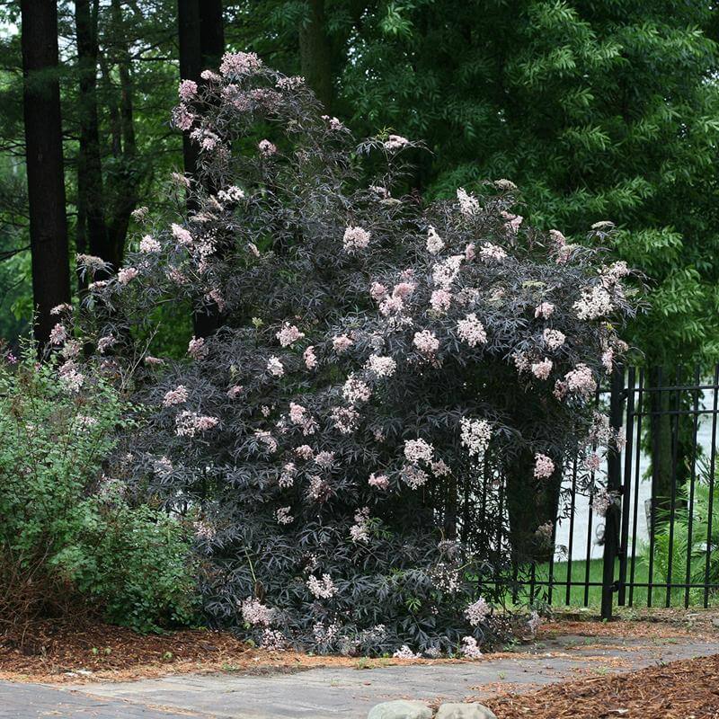 Black Lace® Elderberry (Sambucus) - Image 3