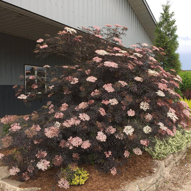 Black Lace® Elderberry (Sambucus) - Image 6