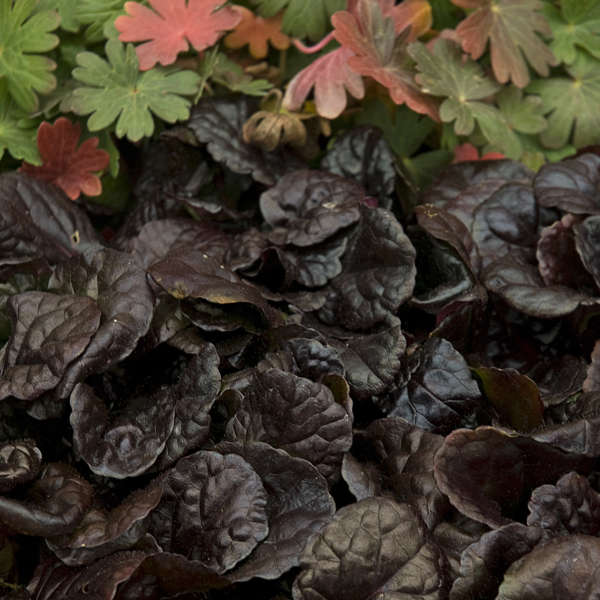 'Black Scallop' Bugleweed (Ajuga) - Image 6