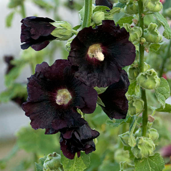 'Blacknight' Hollyhock (Alcea) - Image 2