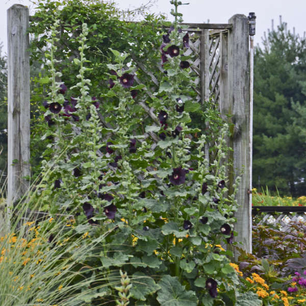 'Blacknight' Hollyhock (Alcea) - Image 3