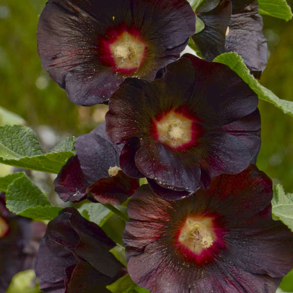 'Blacknight' Hollyhock (Alcea) - Image 4