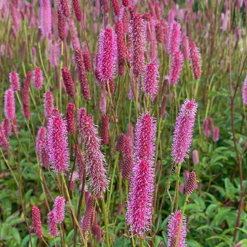 'Blackthorn' Great Burnet (Sanguisorba)