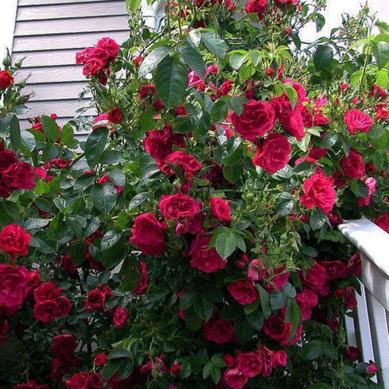 'Blaze' Climbing Rose - Image 3