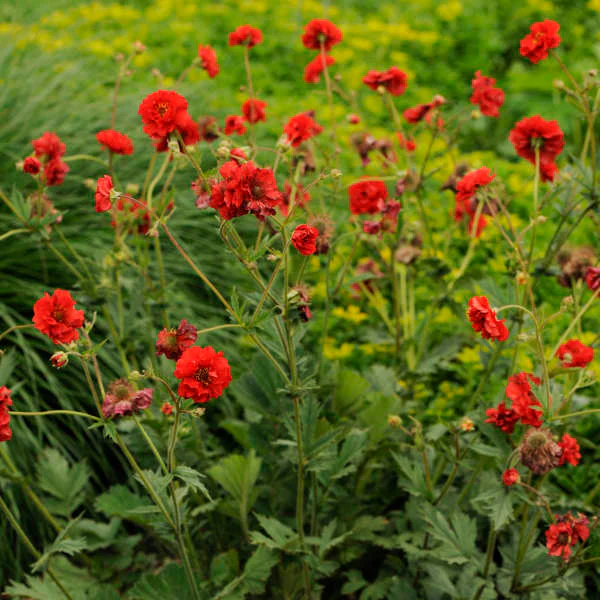 'Blazing Sunset' Geum
